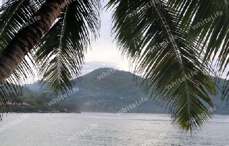 Beautiful palm trees at the beach on the tropical paradise islands Seychelles