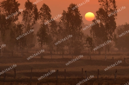 Die Landwirtschaft mit Reisfeldern im Winter bei Amnat Charoen im Isan im osten von Thailand,