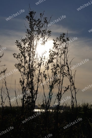 Natur in Holland