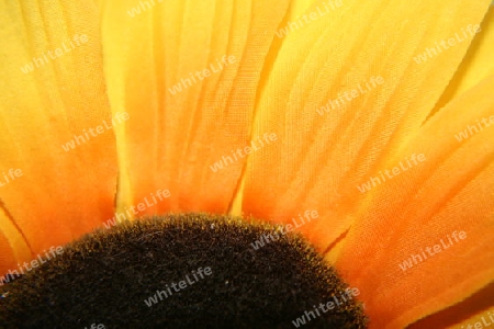 Sonnenblume im Gegenlicht