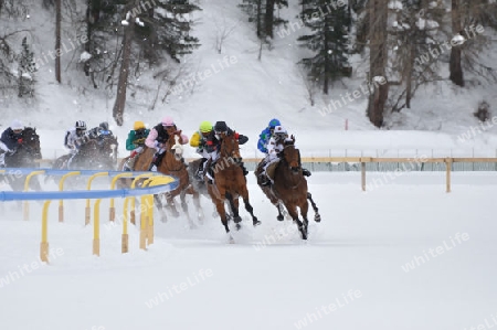 White Turf 2009 St.Moritz