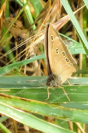 Schmetterling Brauner Waldvogel