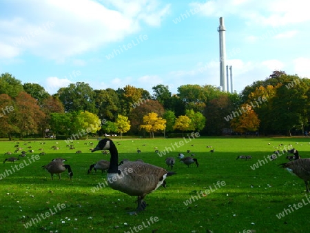 G?nse im Stadtpark