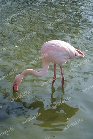 Rosa Flamingo (Phoenicopterus Roseus)