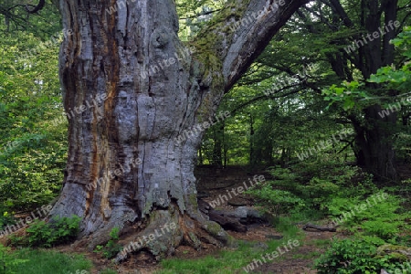 ca. 800 Jahre alte Buche, Fagus, Urwald Sababurg, Hessen, Deutschland