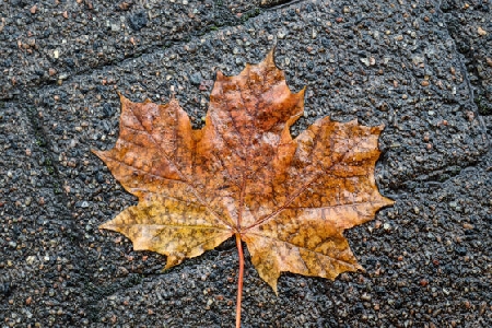 Colorful autumn leaves for backgrounds or textures