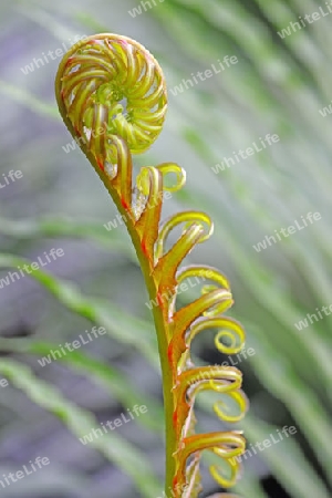 frischer Spross eines Farns ( Blechnum brasiliense) Vorkommen Brasilien