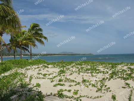 Dominikanische Republik. Strandvegetation