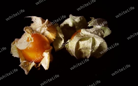 Physalis