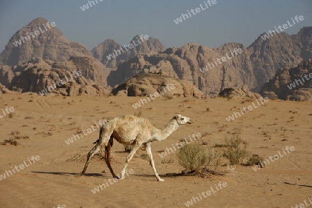 The Landscape of the Wadi Rum Desert in Jordan in the middle east.