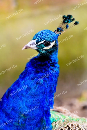 Blauer Pfau Kopf