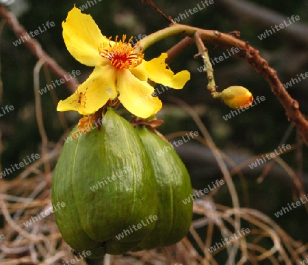 Butterblumenbaum- Cochlospermum vitifolium