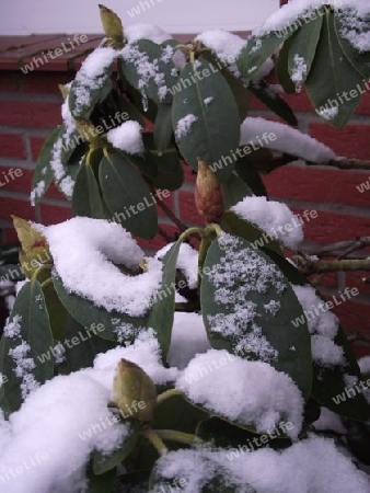 Bedeckter Rhododendron