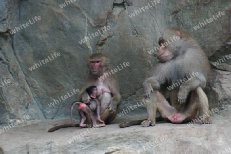 Familienfoto