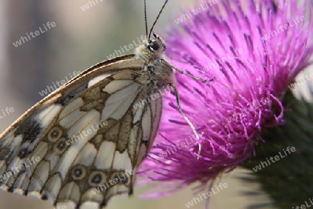 Schmetterling