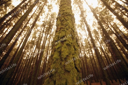 a Forest in the centre of the Island of Tenerife on the Islands of Canary Islands of Spain in the Atlantic.  