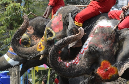 Das Songkran Fest oder Wasserfest zum Thailaendischen Neujahr ist im vollem Gange in Ayutthaya noerdlich von Bangkok in Thailand in Suedostasien.  