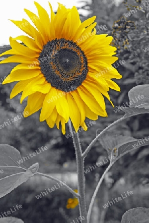 Sonnenblume              